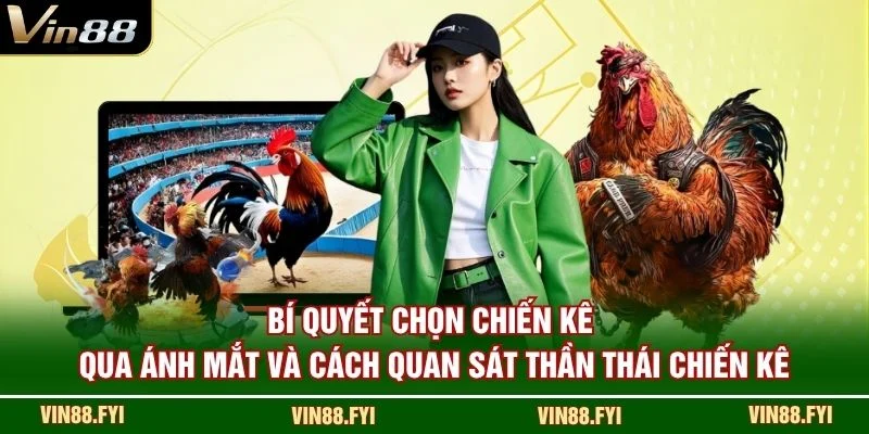 Bí quyết chọn chiến kê qua ánh mắt và cách quan sát thần thái chiến kê