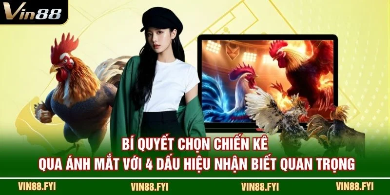 Bí quyết chọn chiến kê qua ánh mắt với 4 dấu hiệu nhận biết quan trọng