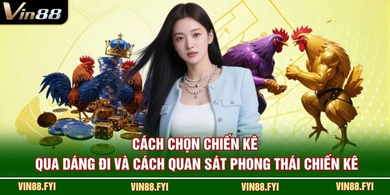 Cách chọn chiến kê qua dáng đi và cách quan sát phong thái chiến kê