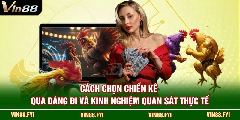 Cách chọn chiến kê qua dáng đi và kinh nghiệm quan sát thực tế