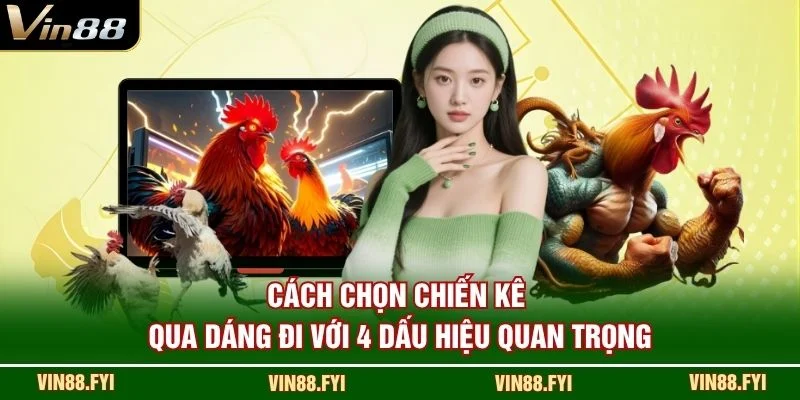 Cách chọn chiến kê qua dáng đi với 4 dấu hiệu quan trọng