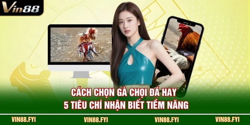 Cách Chọn Gà Chọi Đá Hay
