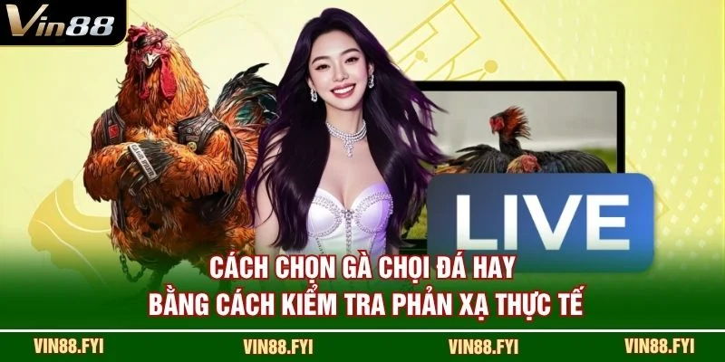 Cách chọn gà chọi đá hay bằng cách kiểm tra phản xạ thực tế