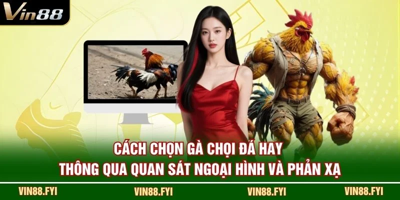 Cách chọn gà chọi đá hay thông qua quan sát ngoại hình và phản xạ