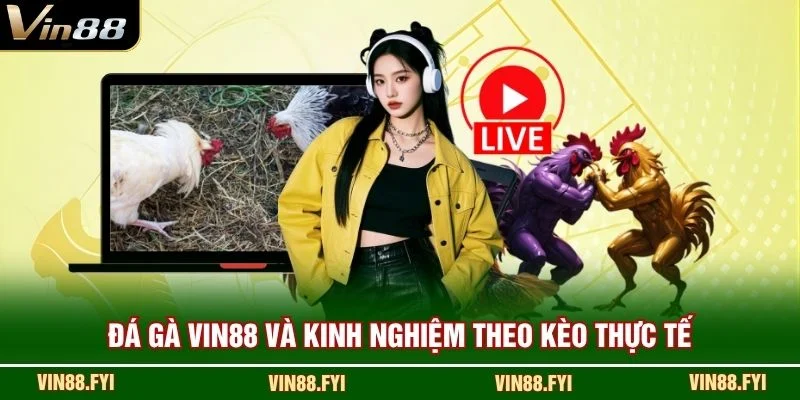 Đá gà VIN88 và kinh nghiệm theo kèo thực tế