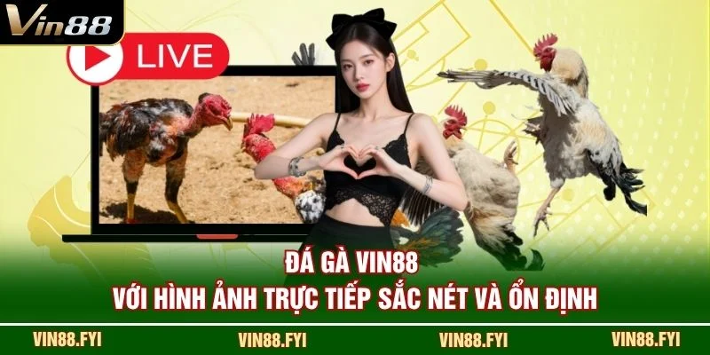 Đá gà VIN88 với hình ảnh trực tiếp sắc nét và ổn định