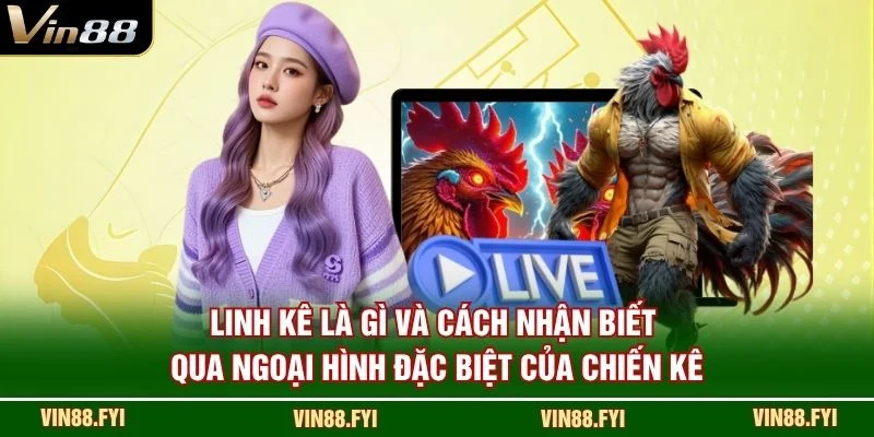 Linh kê là gì và cách nhận biết qua ngoại hình đặc biệt của chiến kê