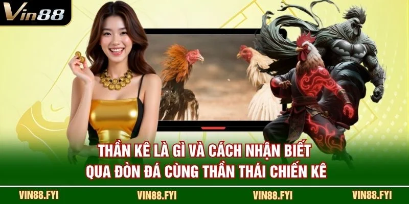 Thần kê là gì và cách nhận biết qua đòn đá cùng thần thái chiến kê